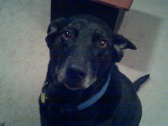 Bailey