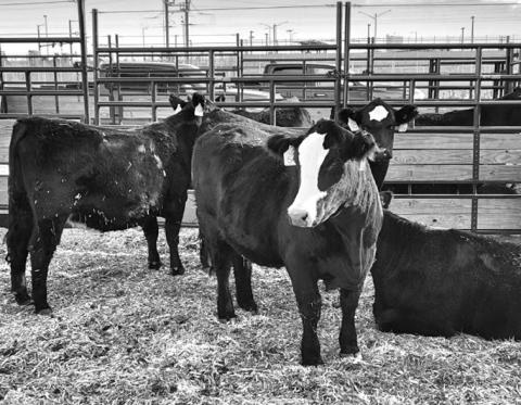Courtesy Photo This lot of black baldie bred heifers sold for $3,600 per head at the Maternal Merit Sale at the National Western Stock Show in Denver, Colo. The heifers were sourced from the Coats Ranch which is headquartered near Porcupine, S.D.