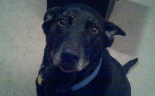 Bailey
